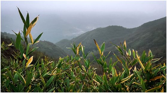 20250427126233.jpg 20180124151359861.jpg