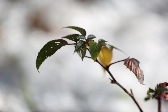 20250507138850.png 11.png