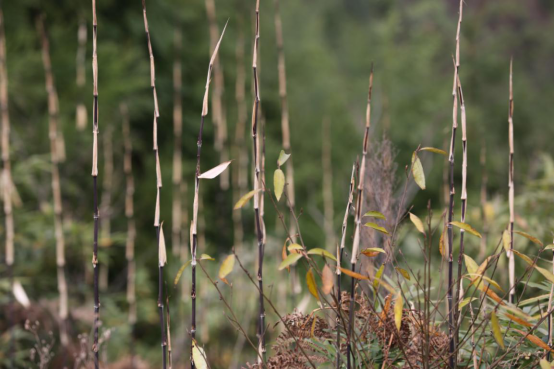 20250507704860.png 12.png