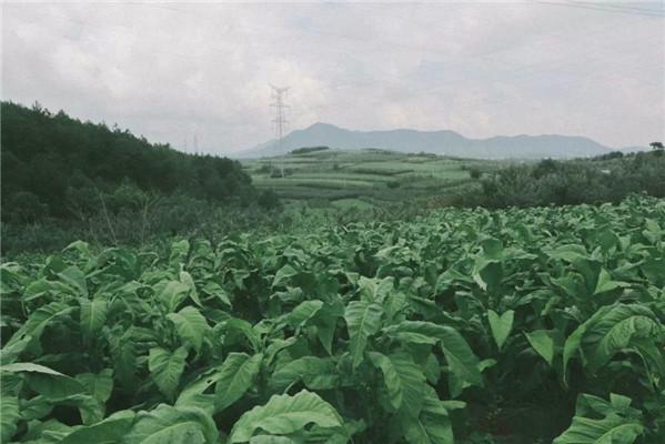 打烟叶︱滇东北高原上的“农忙”，瞧这一家子
