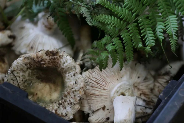 20250508640140.jpg 28.jpg