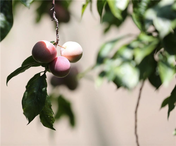 20250508667767.jpg 15.jpg