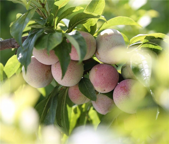 20250508717641.jpg 13.jpg