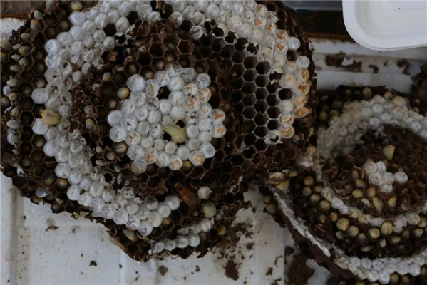 20250508803532.jpg 26.jpg