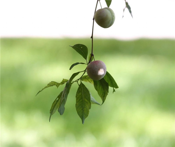 20250508827372.jpg 16.jpg