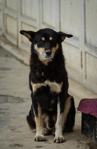 唐朝晖︱小草坝的狗