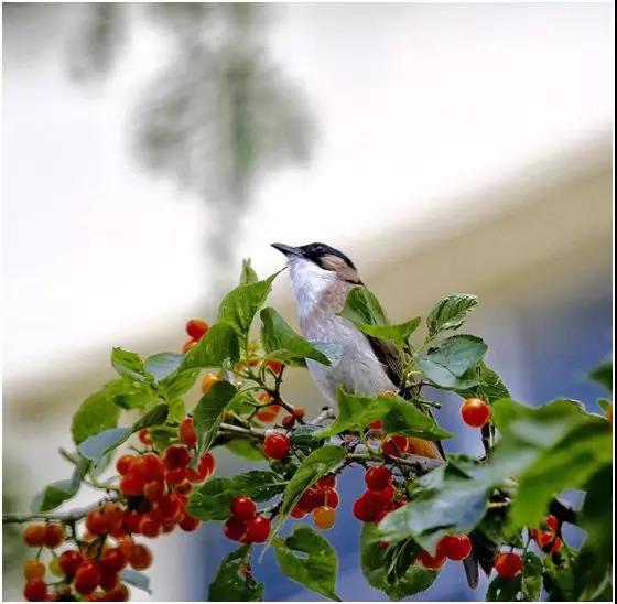 原创|失落的红樱桃︱姑娘啊，不是所有的搭讪都心怀鬼胎