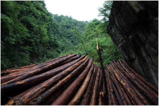 原生故事|沈力丨捧一捧泥土，在森林的最深处，种一个梦