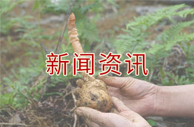 把痴呆治疗的窗口期前移到认知障碍阶段丨林亚明教授透露天麻醒脑胶囊临床研究最新进展